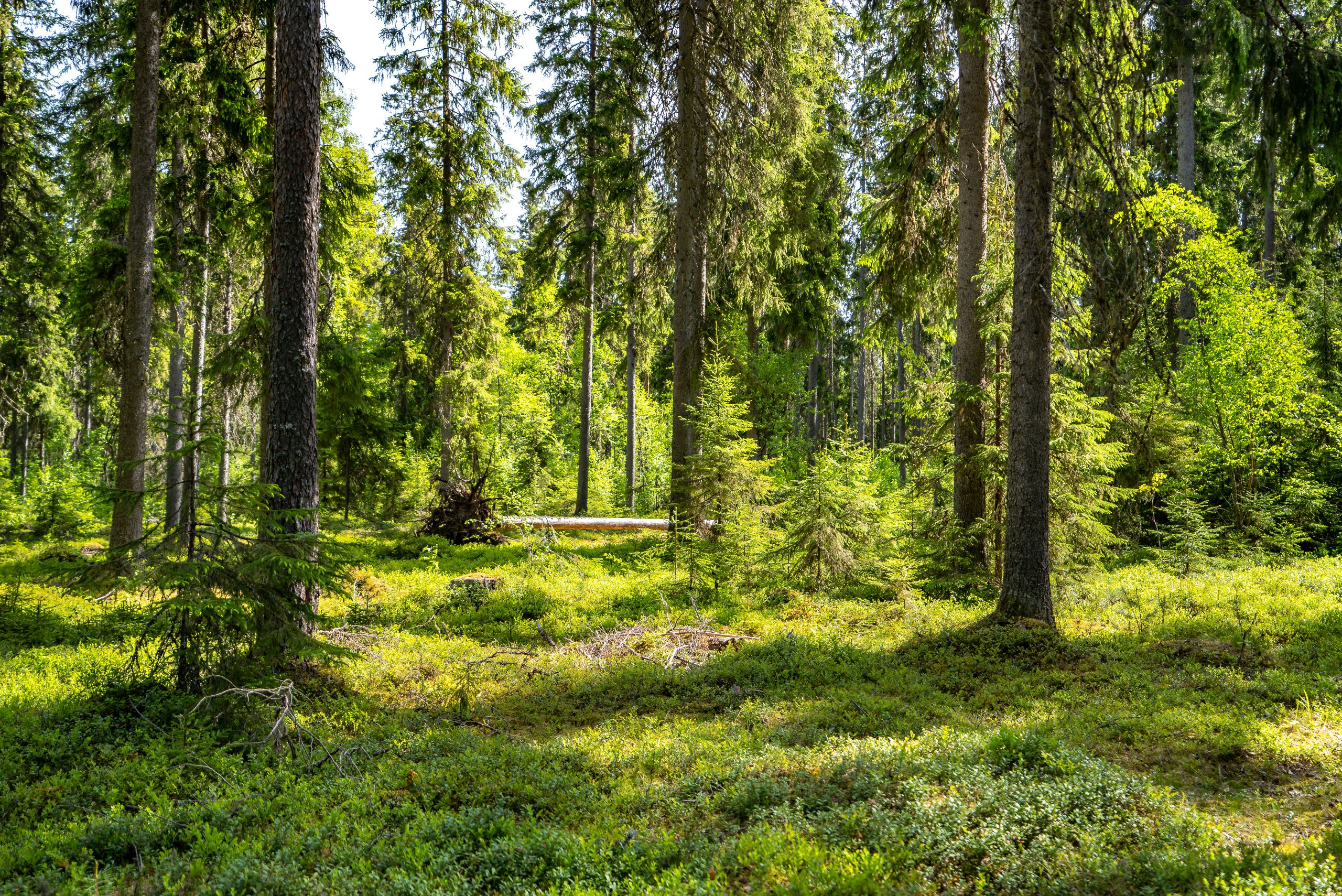 Taustakuva