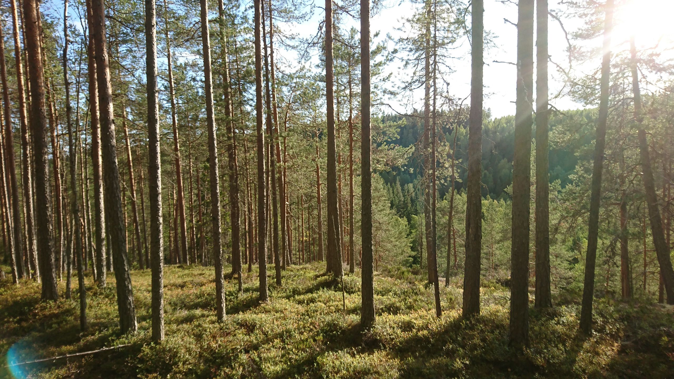 Taustakuva